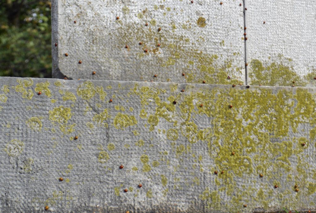 Pullulazione di coccinelle